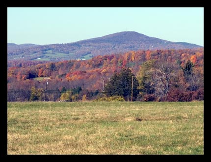 A whitetail deer forages for food