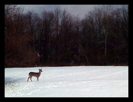 A whitetail deer forages for food